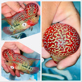 Kamfa Flowerhorn - 03